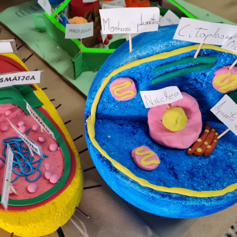 LOS ALUMNOS DE 1º DE LA ESO REALIZAN INTERESANTES MAQUETAS DE LA CÉLULA